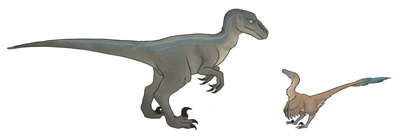 actual velociraptor