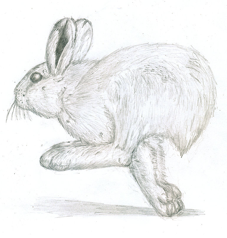 running rabbit drawing