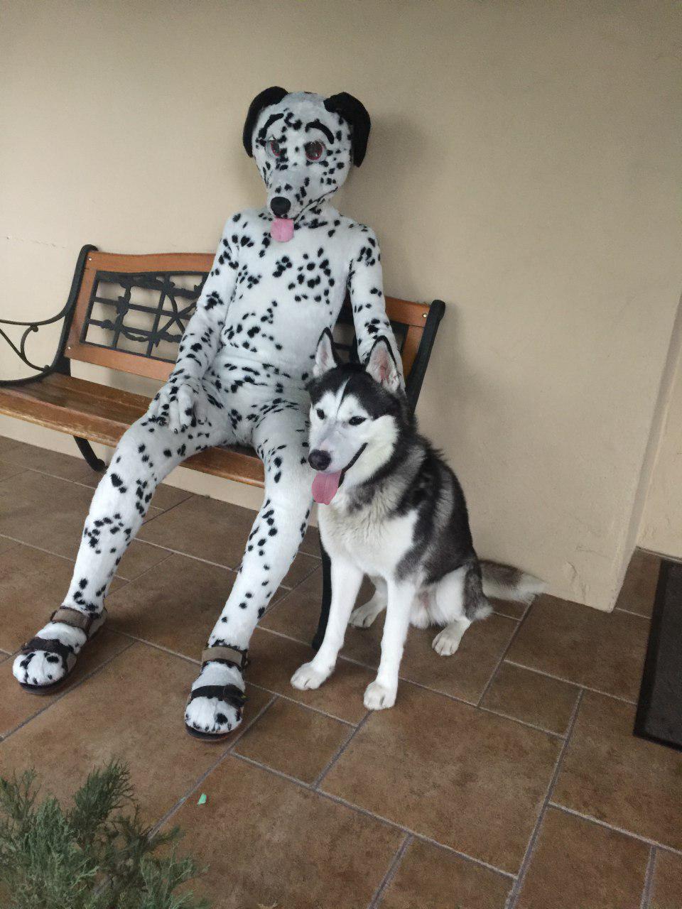 can a siberian husky and a dalmatian be friends