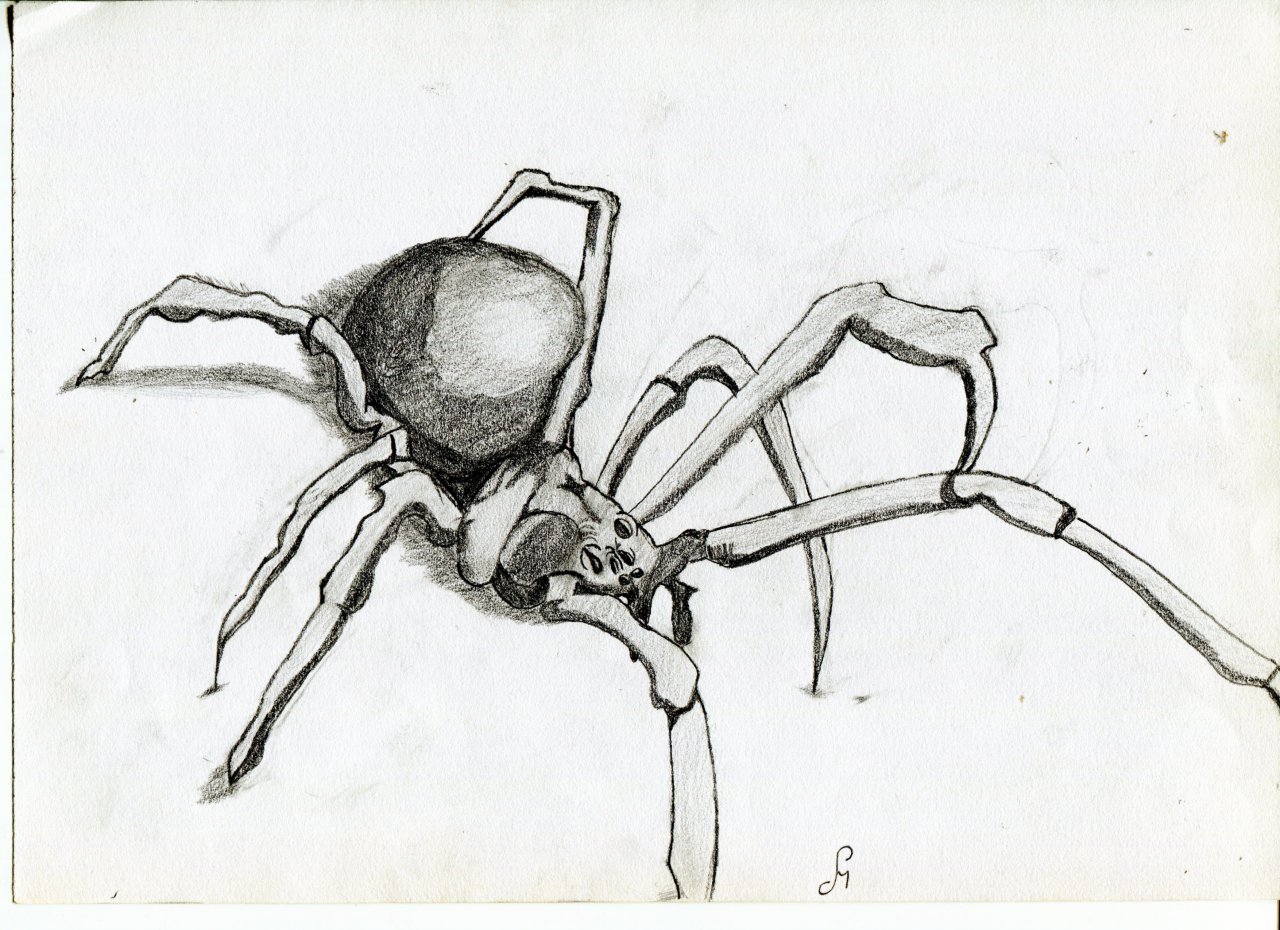 How to Draw a House Spider