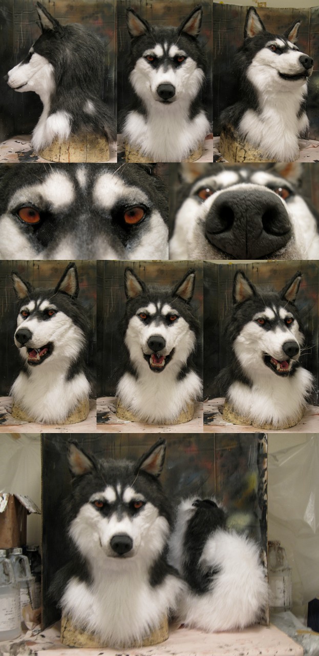 HUSKY IS RELISTED. CLOSED