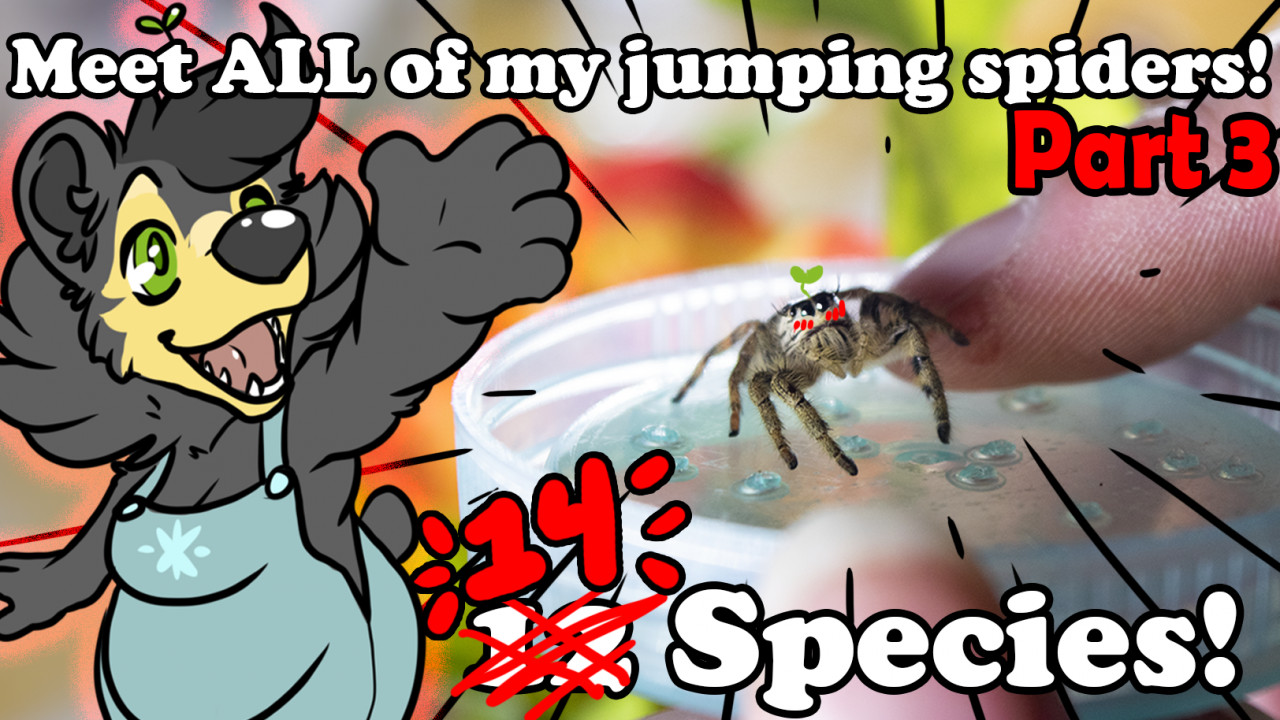 Meet My Jumping Spiders Pt 3 Youtube Vid By Danji Isthmus Fur Affinity Dot Net