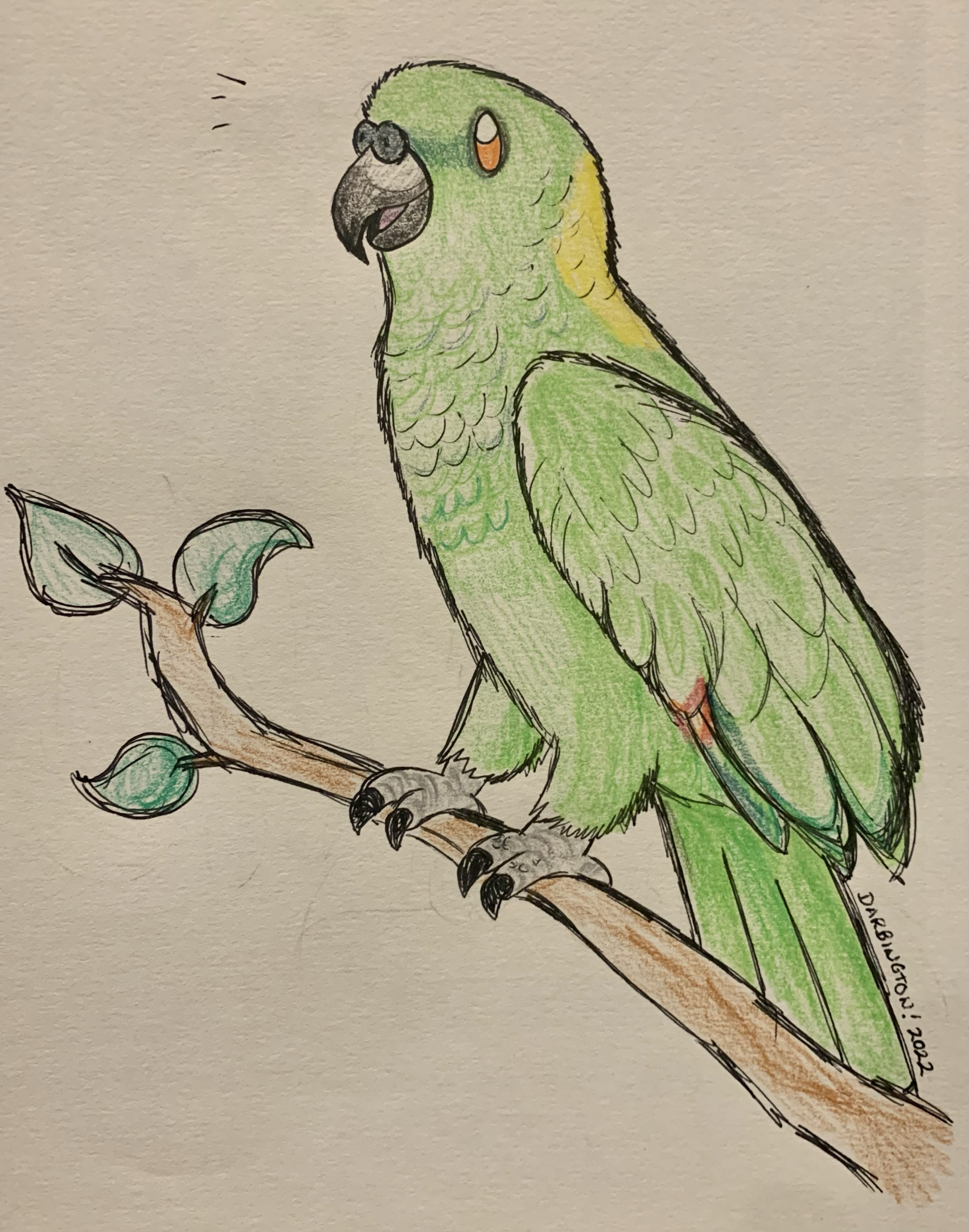 Green Parrot | Parrot painting, Parrots art, Parrot