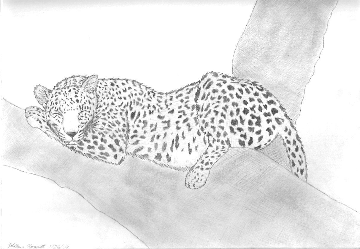 Snow Leopard Study by Taitora -- Fur Affinity [dot] net