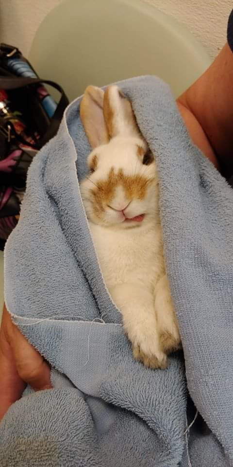 Derpy Bunny