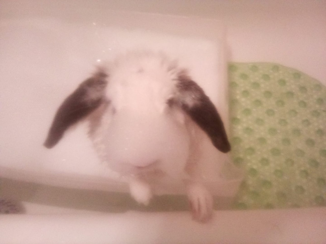 Bath time for bunny