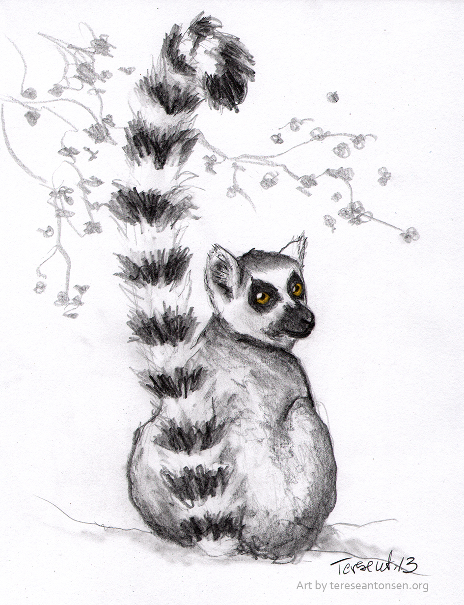 How to Draw a Lemur in a Few Easy Steps Drawing Tutorial for Beginner  Artists  YouTube