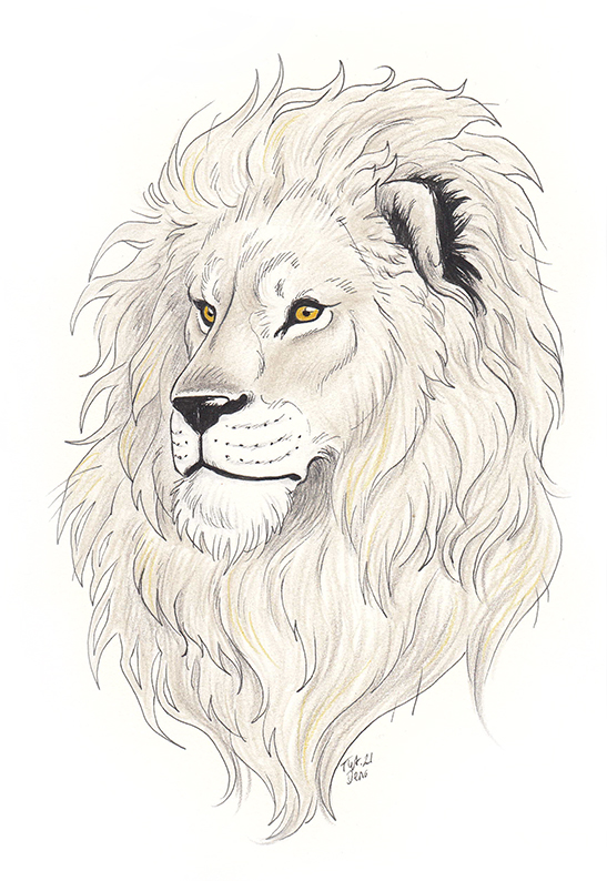 Hand drawn lion sketch wild animal Royalty Free Vector Image
