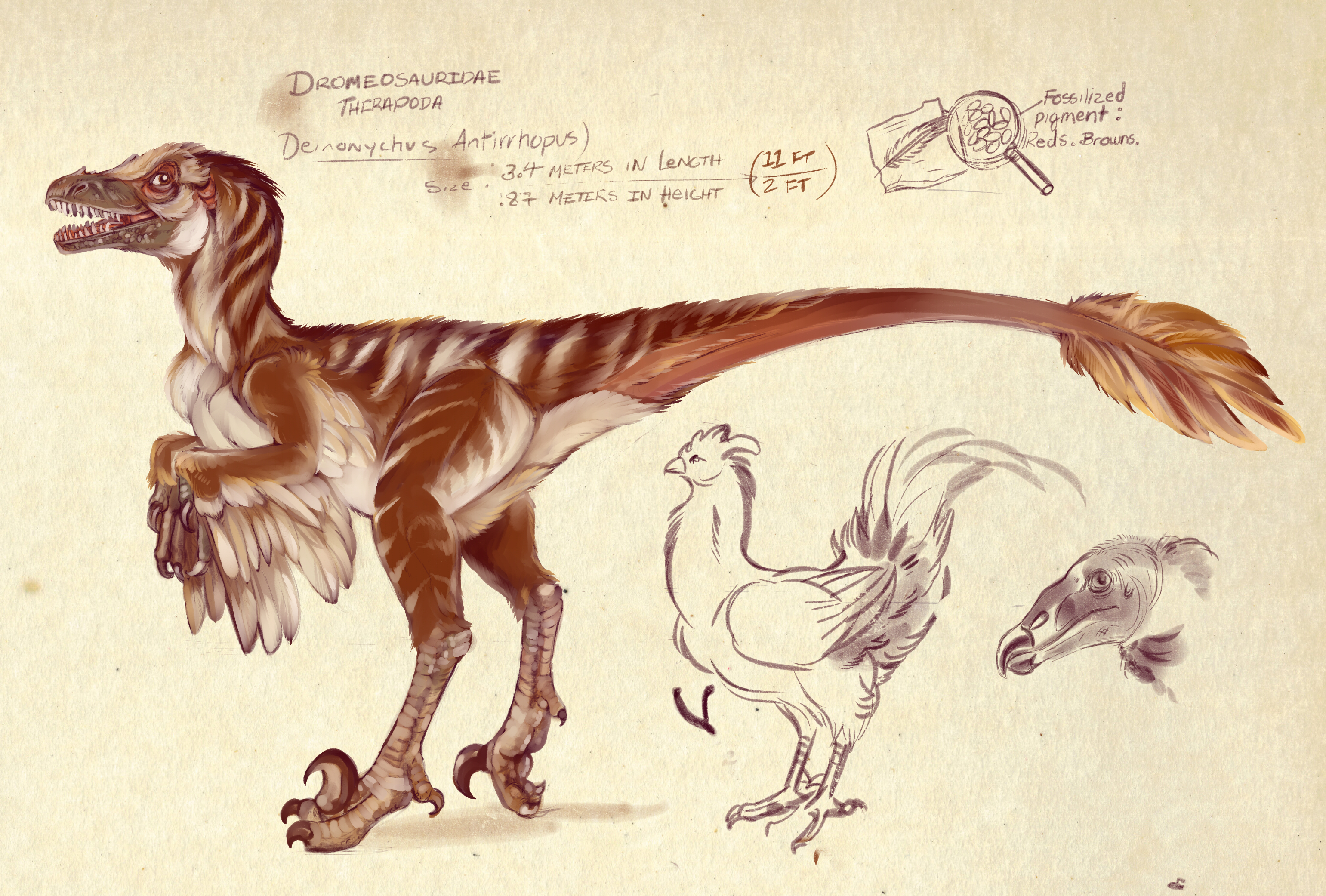 Deinonychus (Deinonychus antirrhopus) Dimensions & Drawings