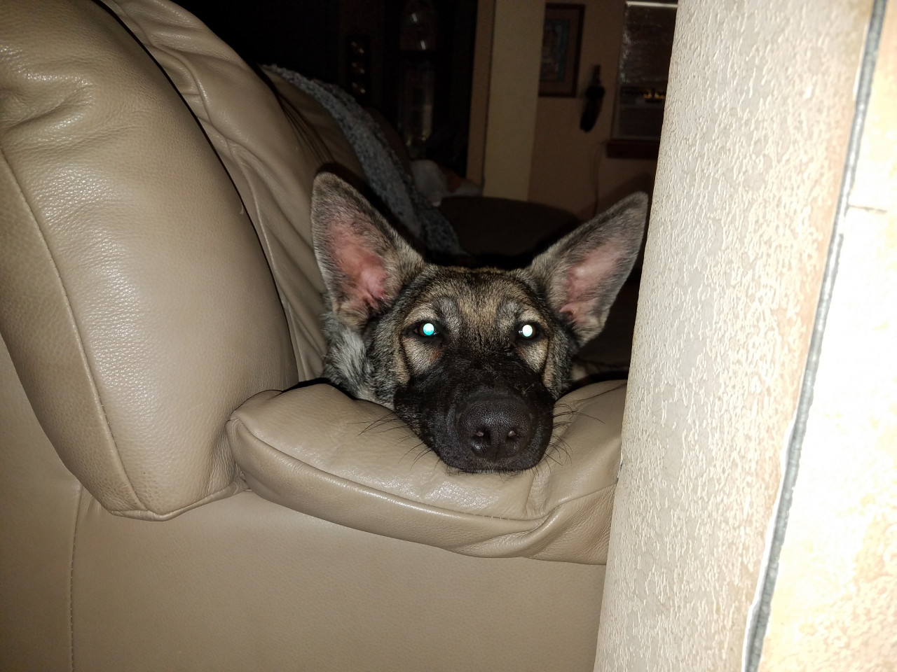 German shepherd clearance with big ears