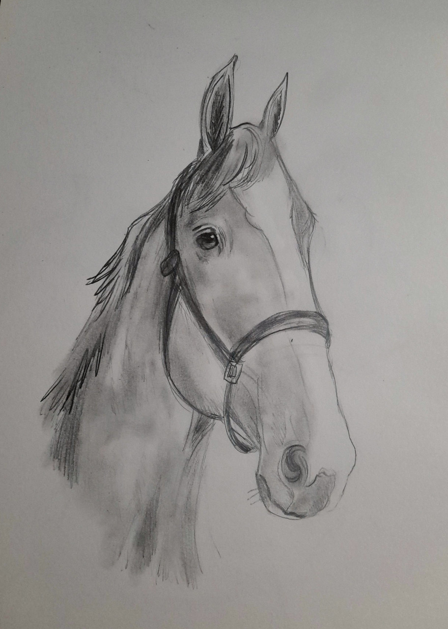 Drawing horses Draw a Horses Face in 3 Steps