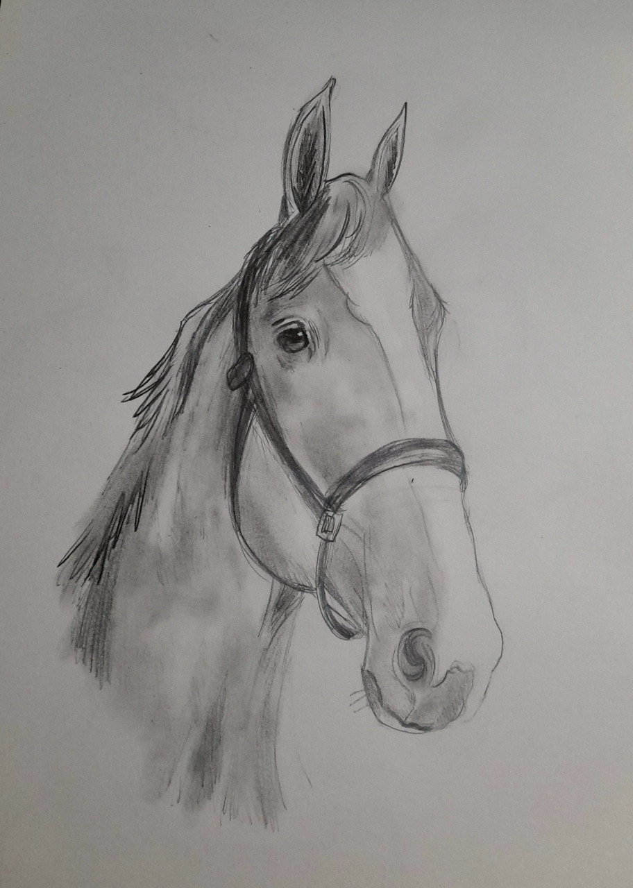 How to Draw a Realistic Horse