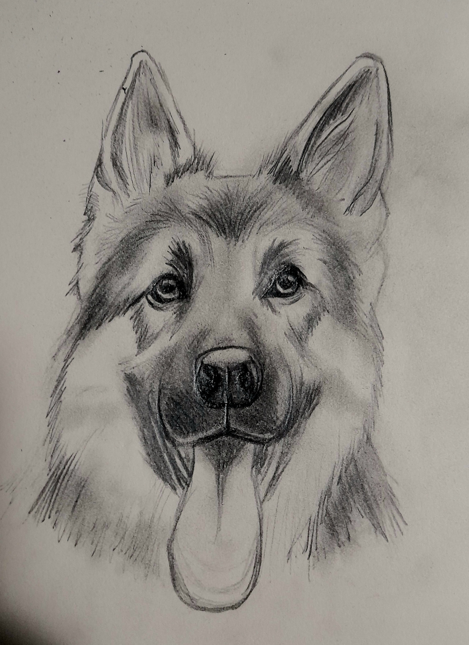 How to Draw German Shepherd Dog Face (Farm Animals) Step by Step |  DrawingTutorials101.com