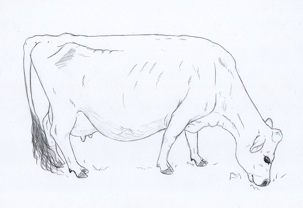 Cow. Cow Sketch. Dairy Image & Photo (Free Trial) | Bigstock