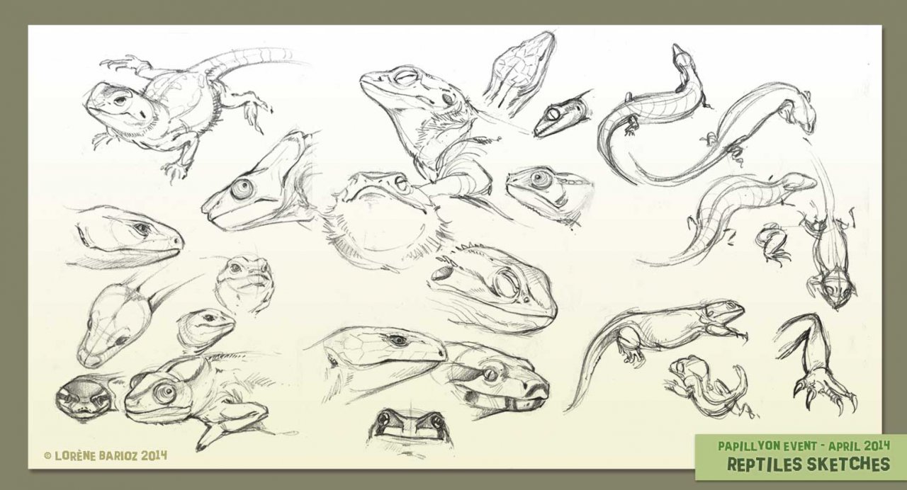 Sketch Tuesday ~ Reptiles from South Africa | Practical Pages