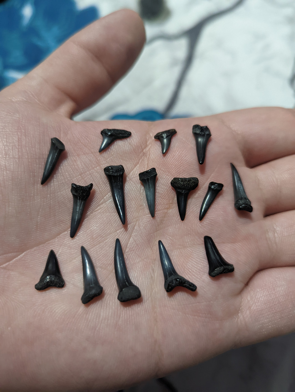 Find Shark Teeth at Myrtle Beach Every Time! 