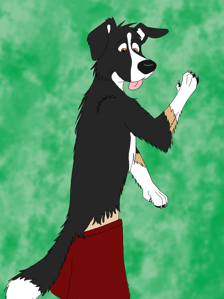 Anthro border collie