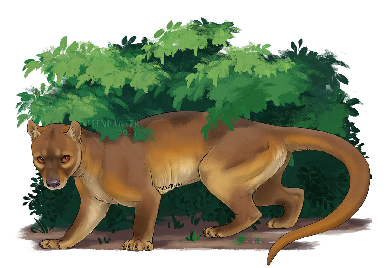 Fossa - lineart + shaded base