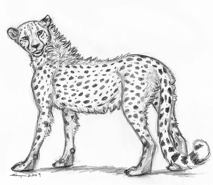 Buy Adorable Cheetah Cub Pencil Drawing Printable Download Online in India   Etsy