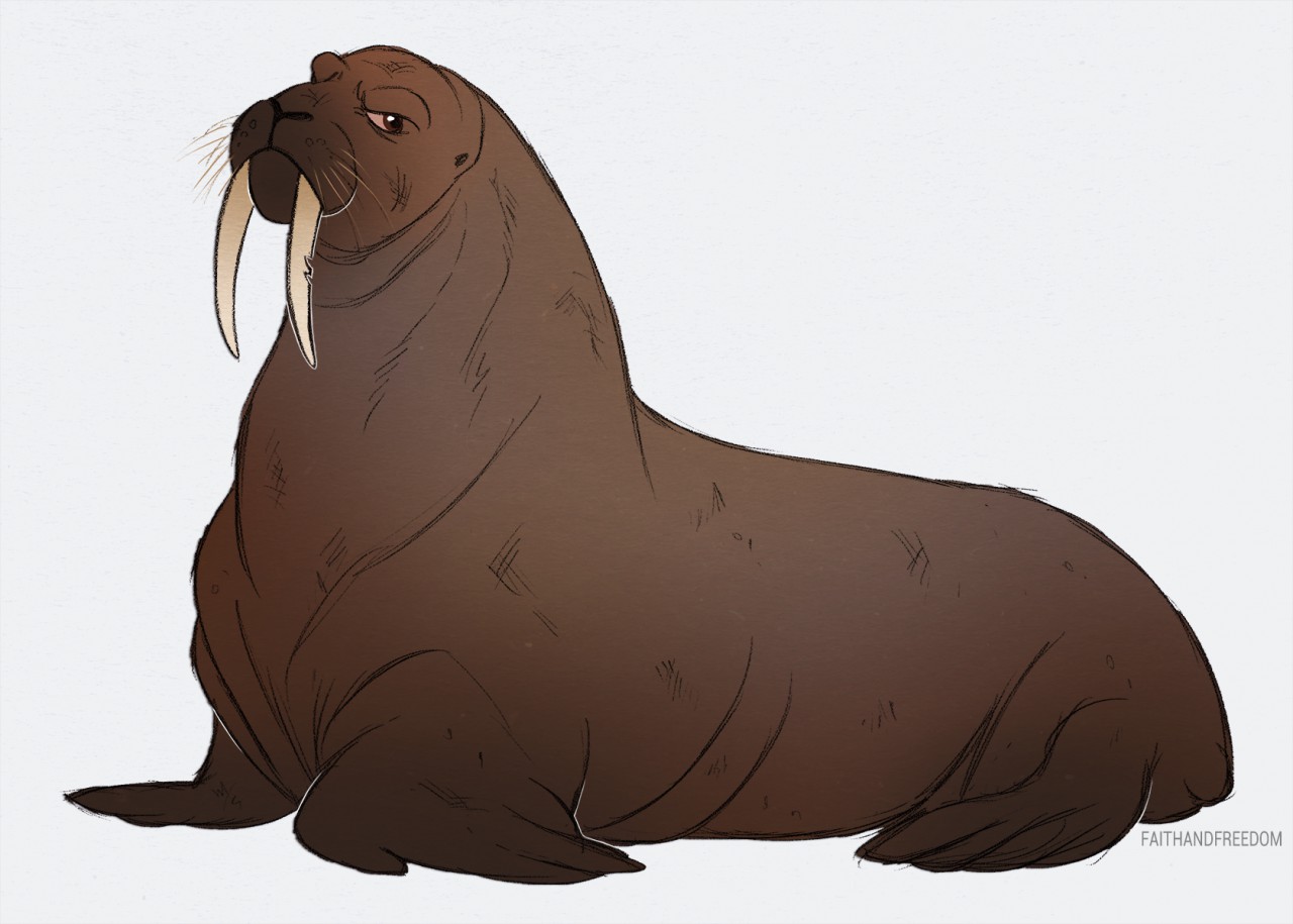 Walrus furry