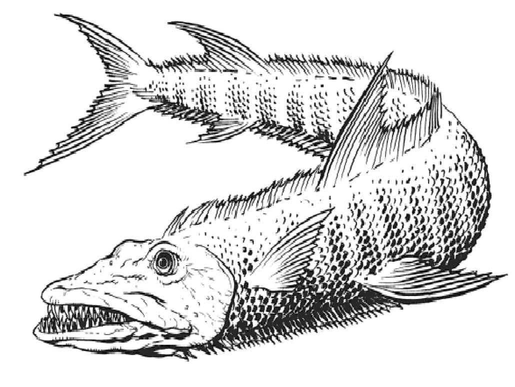 Barracuda, Feed and Grow Fish Wikia