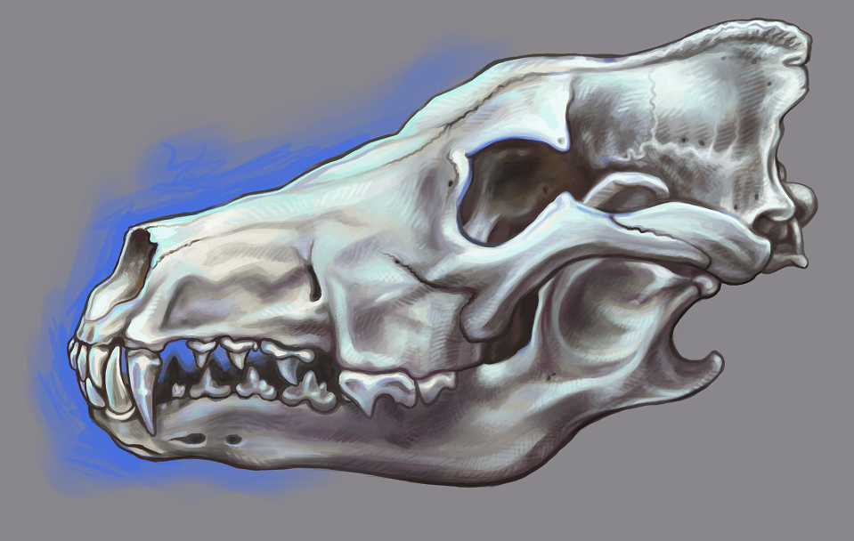 Череп собаки. Череп волка сбоку. Череп волка сбоку арт. Скул дог череп сбоку. Череп волка референс.