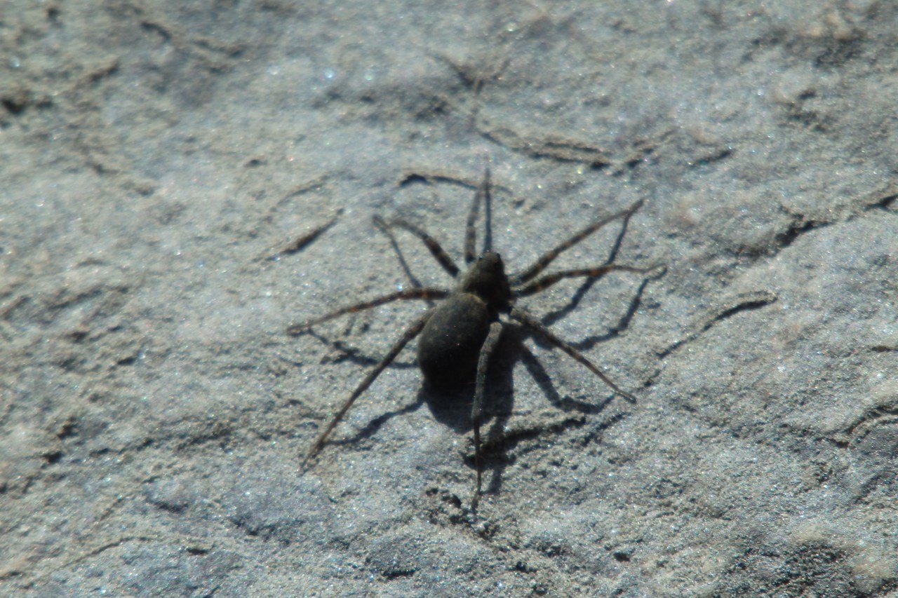 thin-legged wolf spider