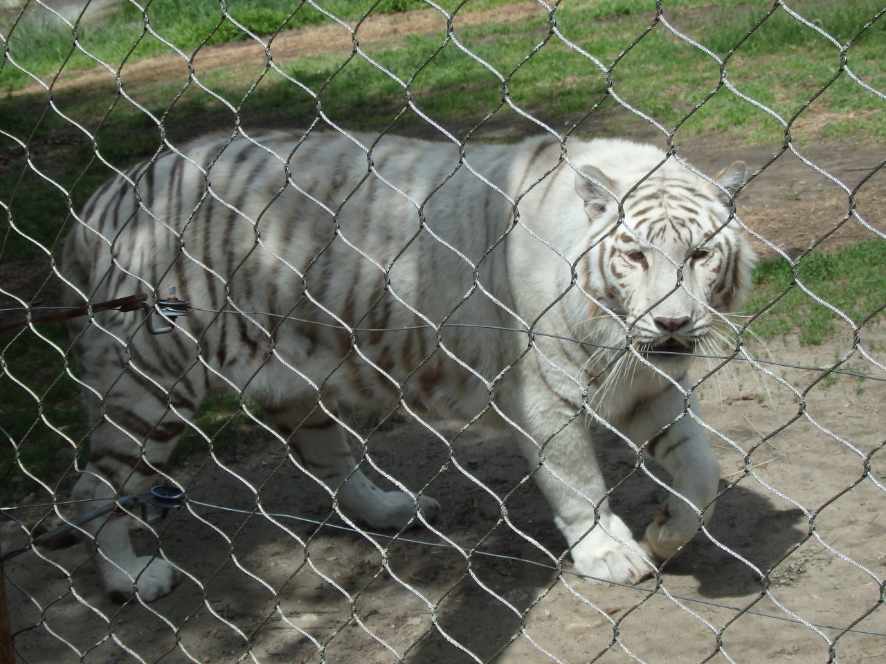 Bengal Tiger  Southwick's Zoo