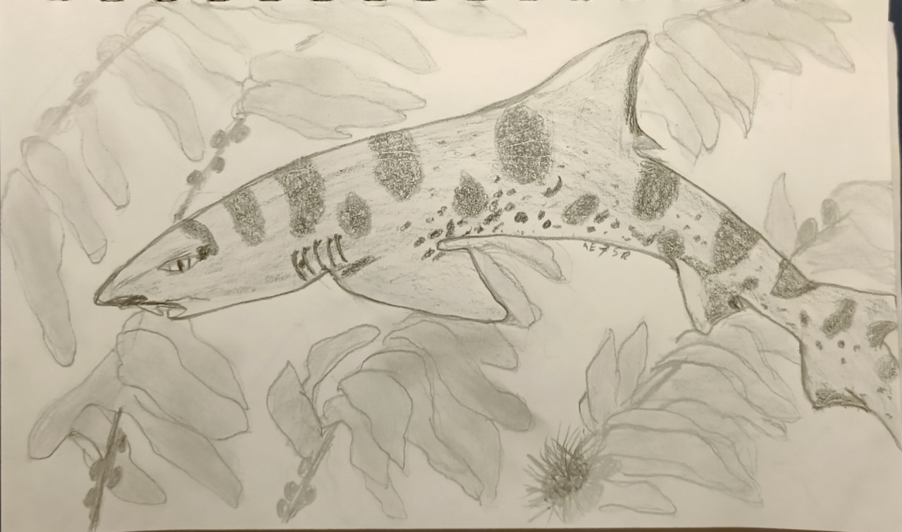 leopard shark drawing