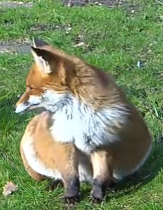 pregnant fox animal