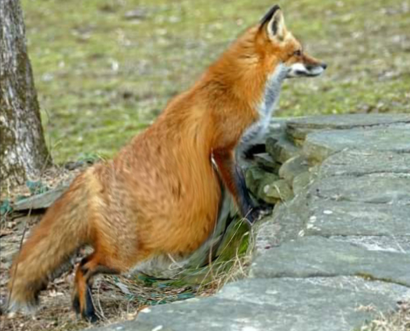 pregnant fox animal