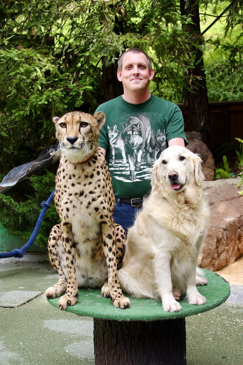 cheetah vs wolf