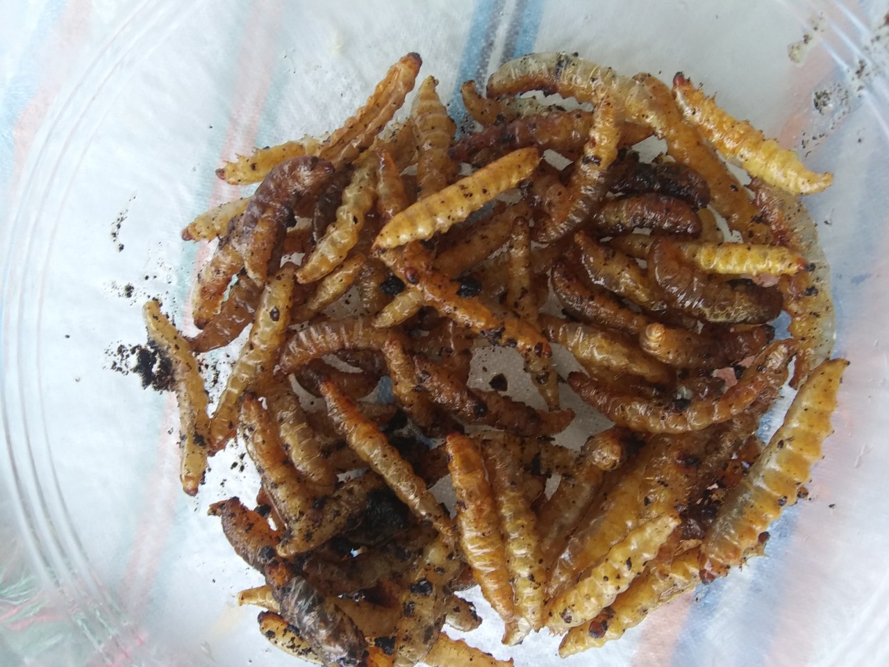Sauteed wax worms by GeorgeLopezFan -- Fur Affinity [dot] net