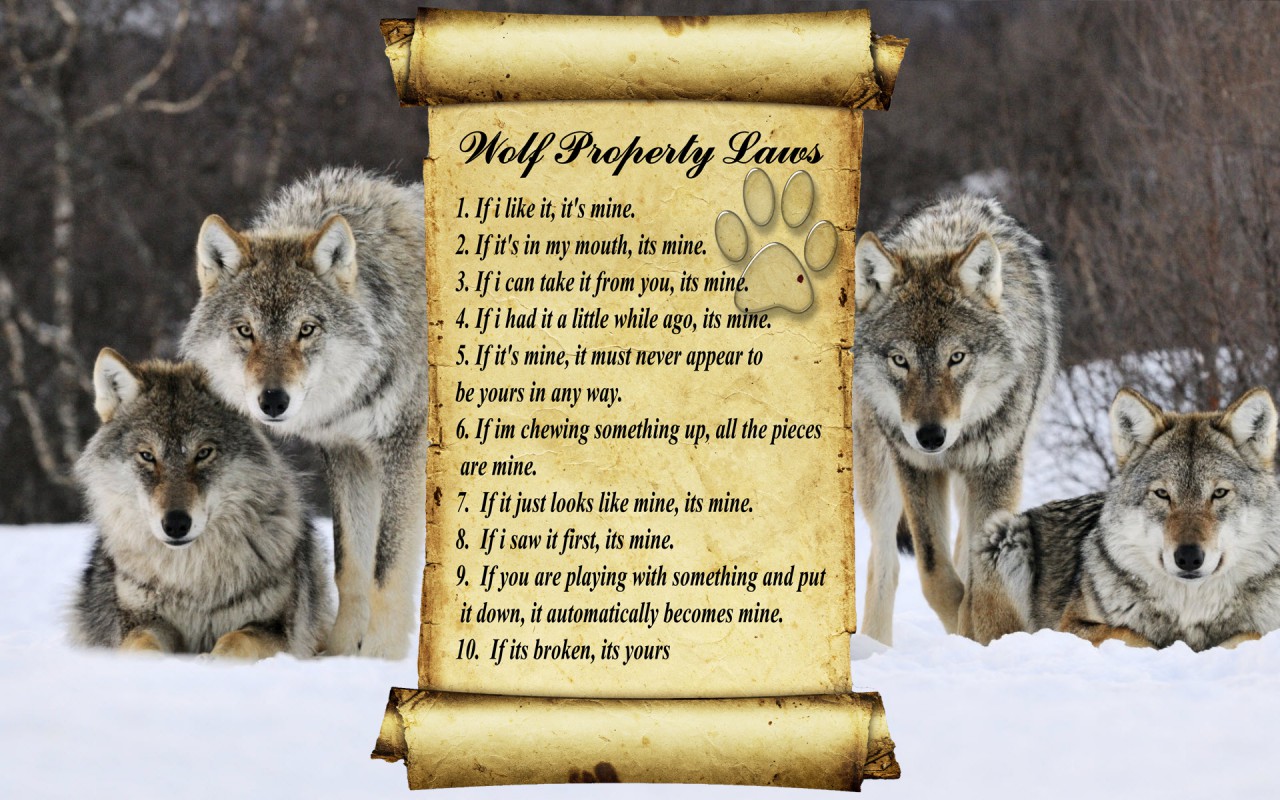 wolf-laws-by-goldenwolf2879-fur-affinity-dot-net