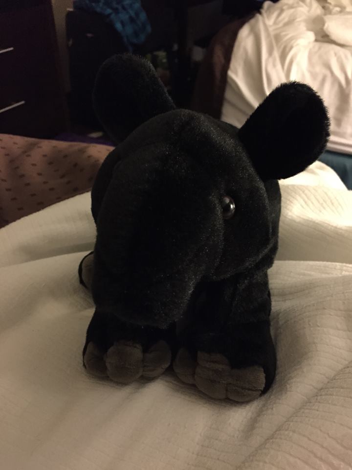 Tapir plush sale