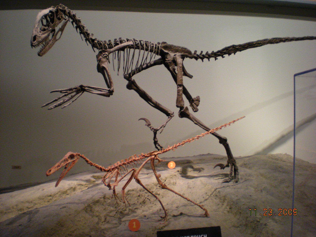 Deinonychus  Natural History Museum