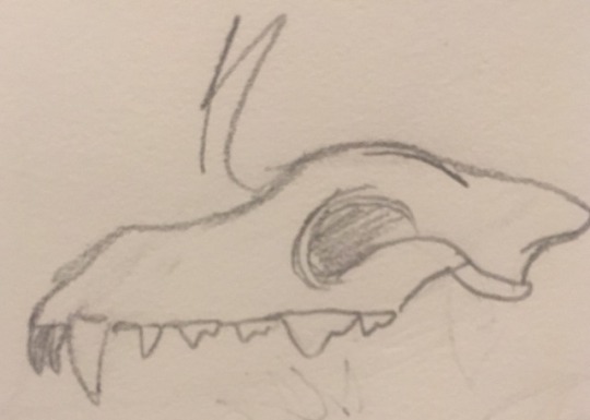 dire wolf skull drawing