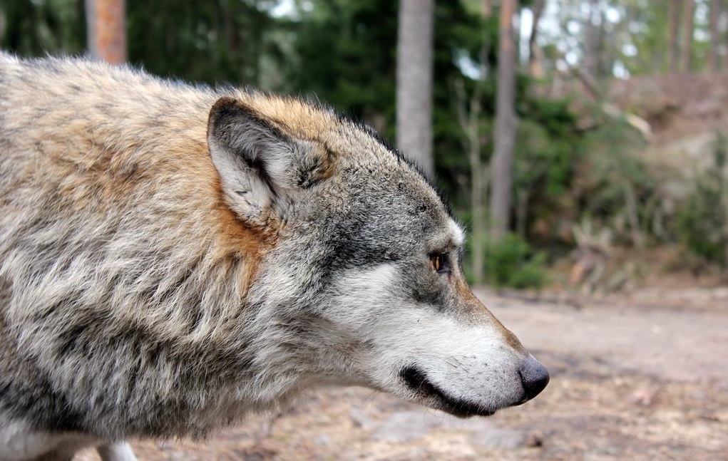 wolf face side profile