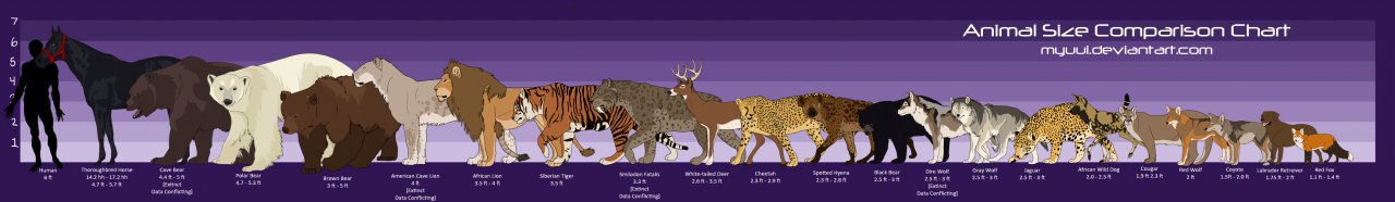 Size Comp Chart