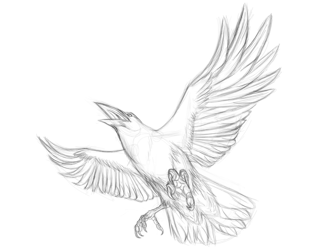 Crow with nut in beak sketch Royalty Free Vector Image