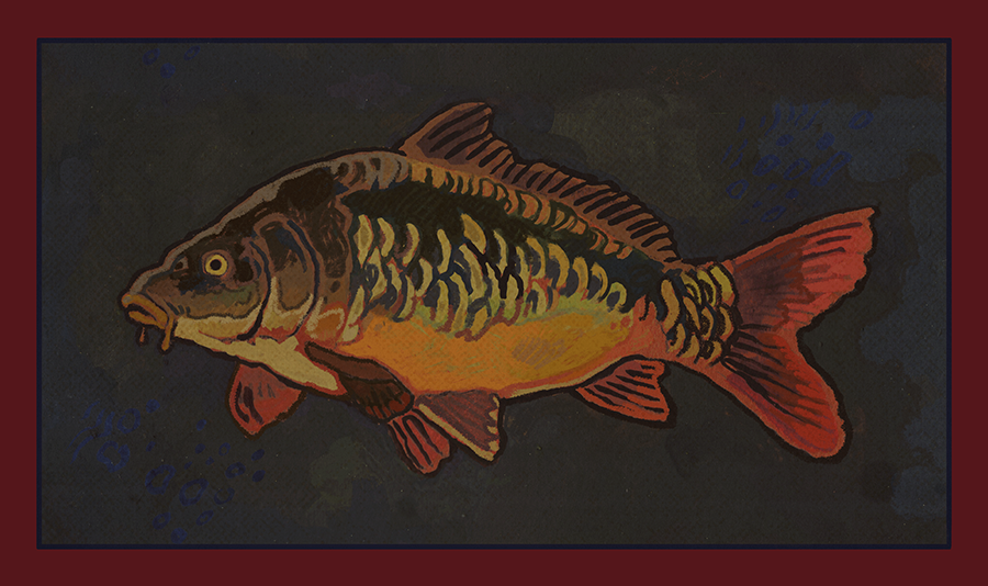 mirror carp