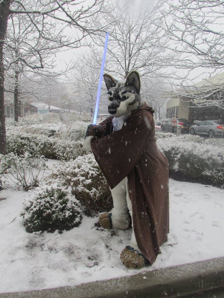 Jedi wolf in the snow