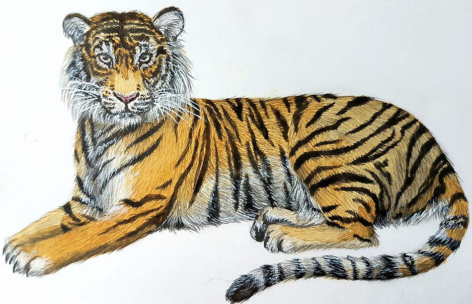 draw a tiger