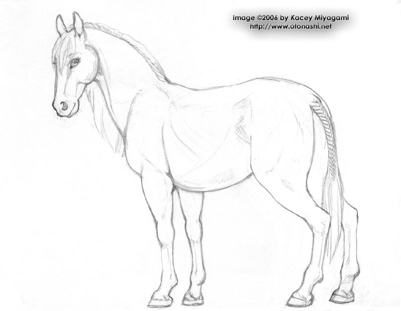 horse tail drawing