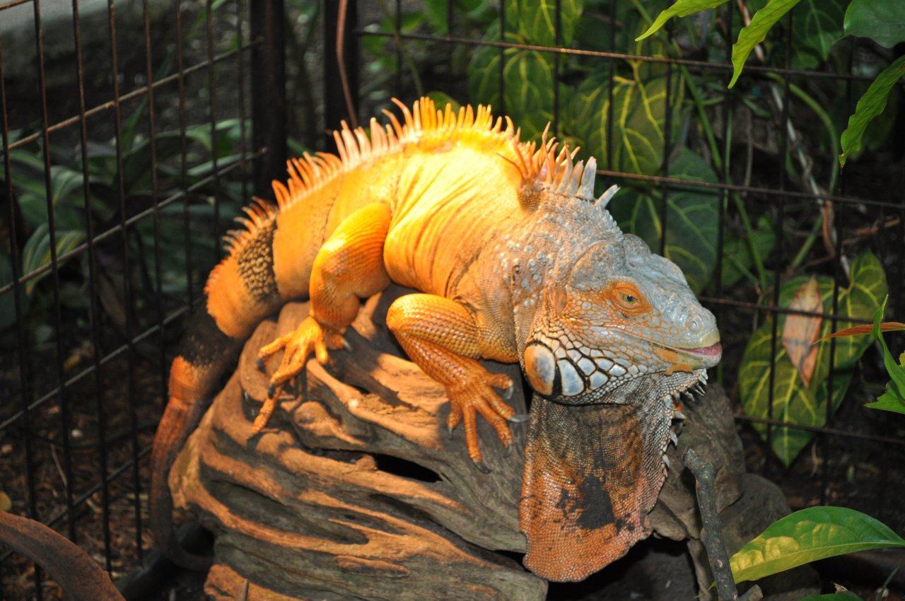 orange iguana