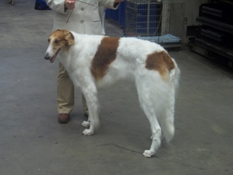 is the borzoi considered aggressive