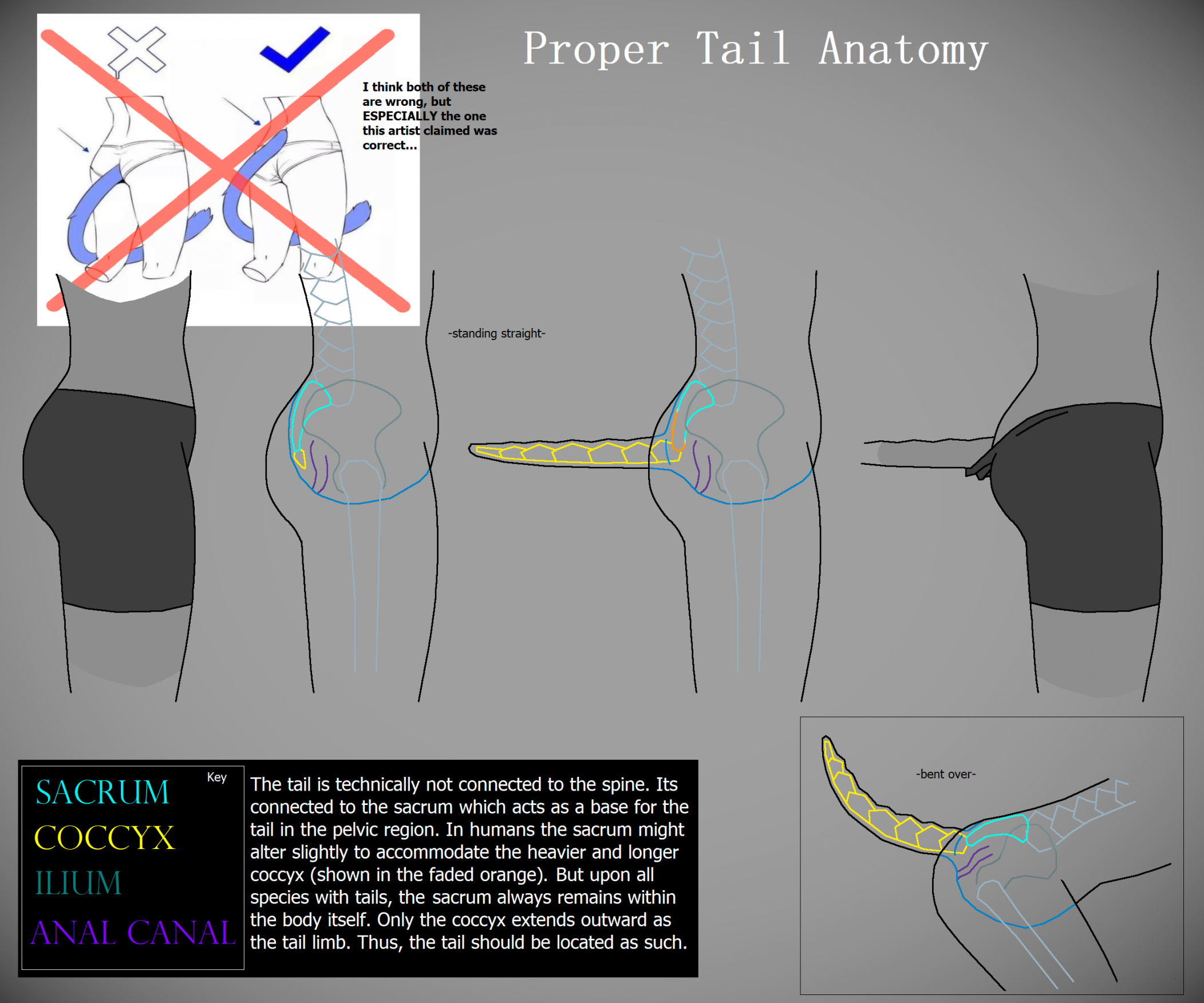 Proposed Proper Tail Anatomy by Kashigase -- Fur Affinity [dot] net