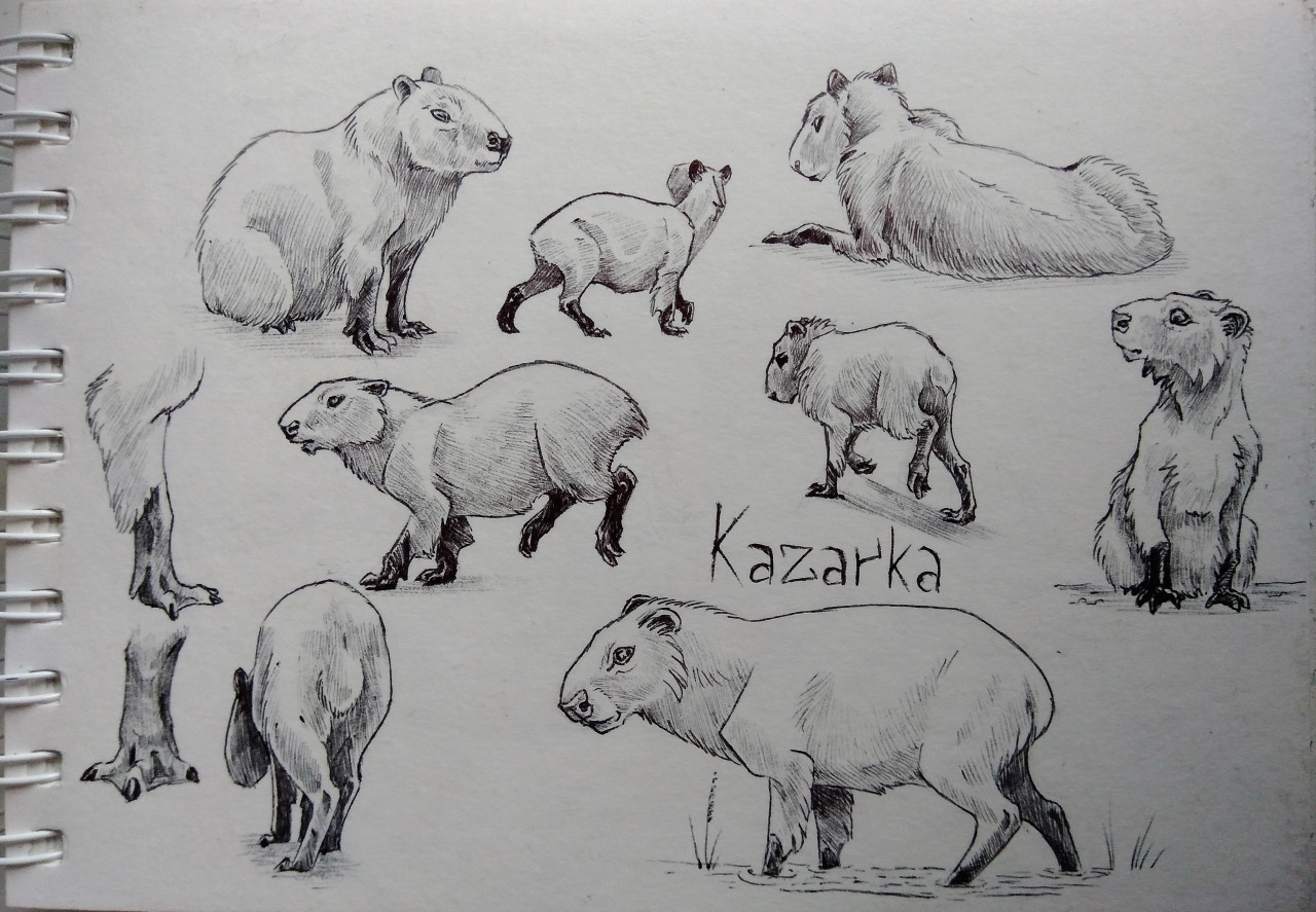 Капибара скетч
