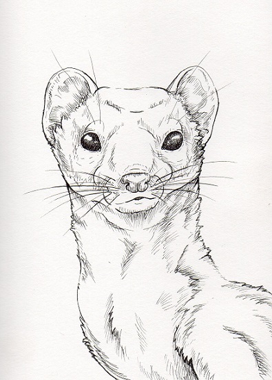 weasel drawing