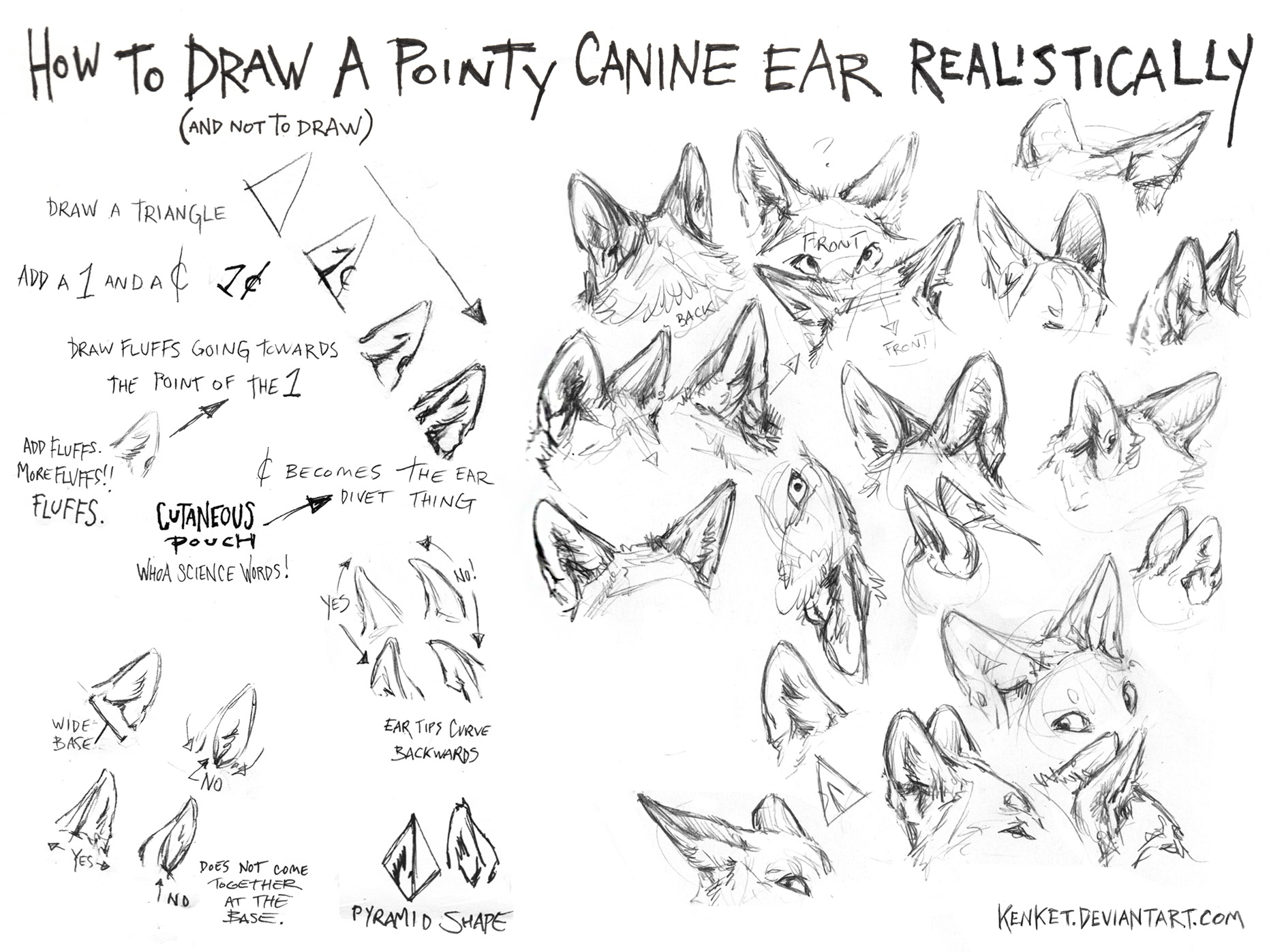 How To Draw Ears Front View